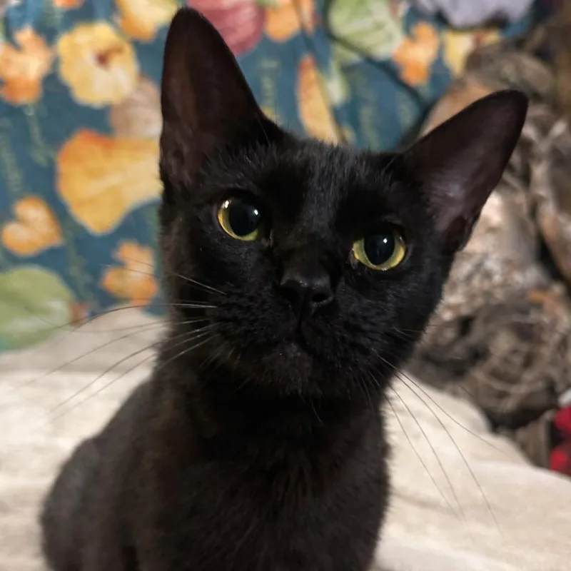 Toothless thumbnail 2