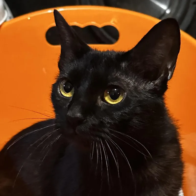 Toothless thumbnail 3