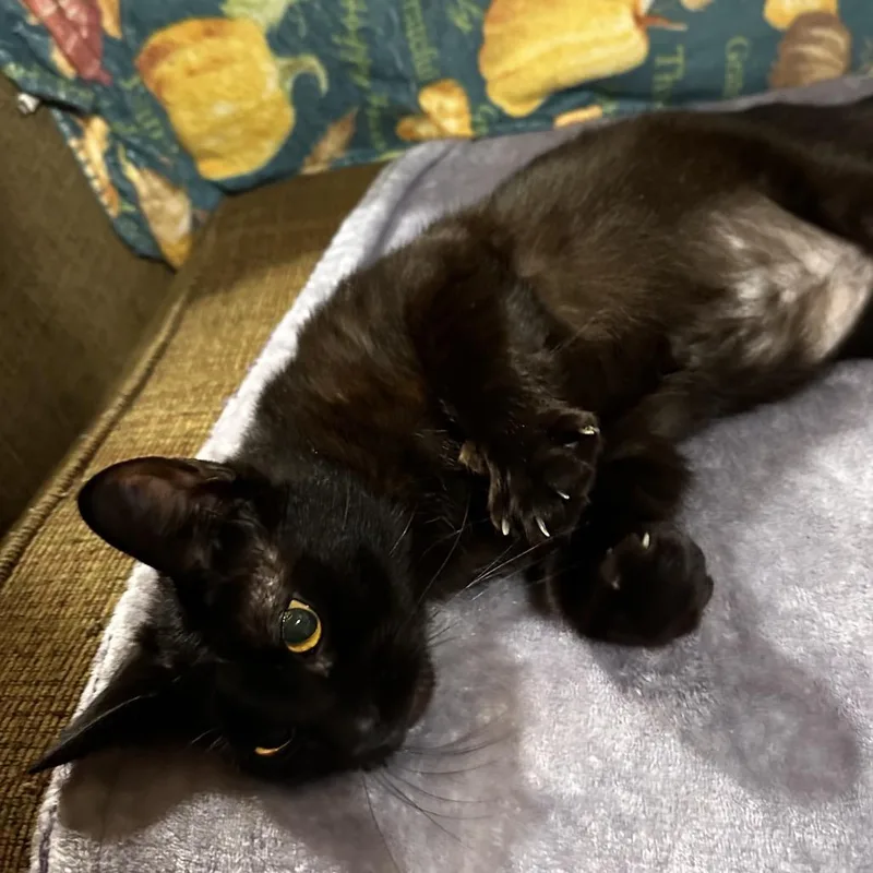 Toothless thumbnail 4