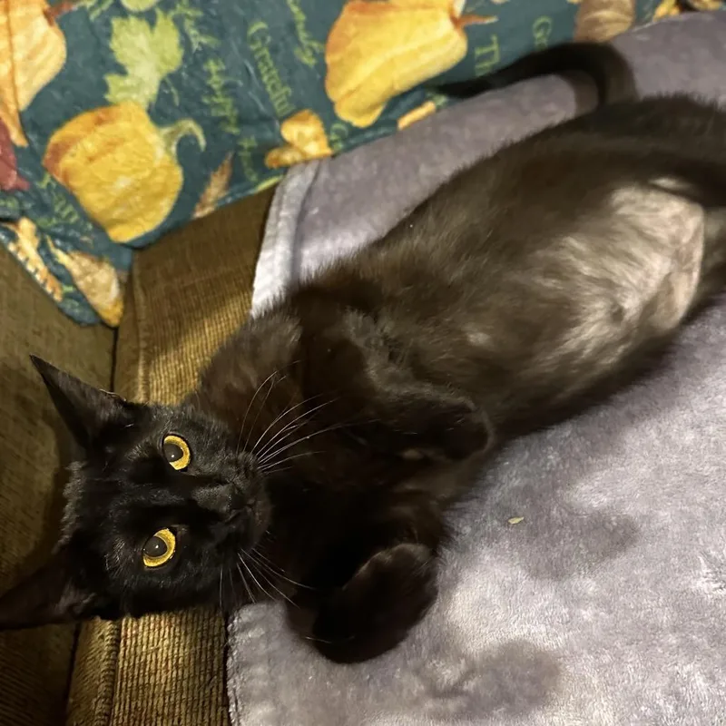 Toothless thumbnail 5