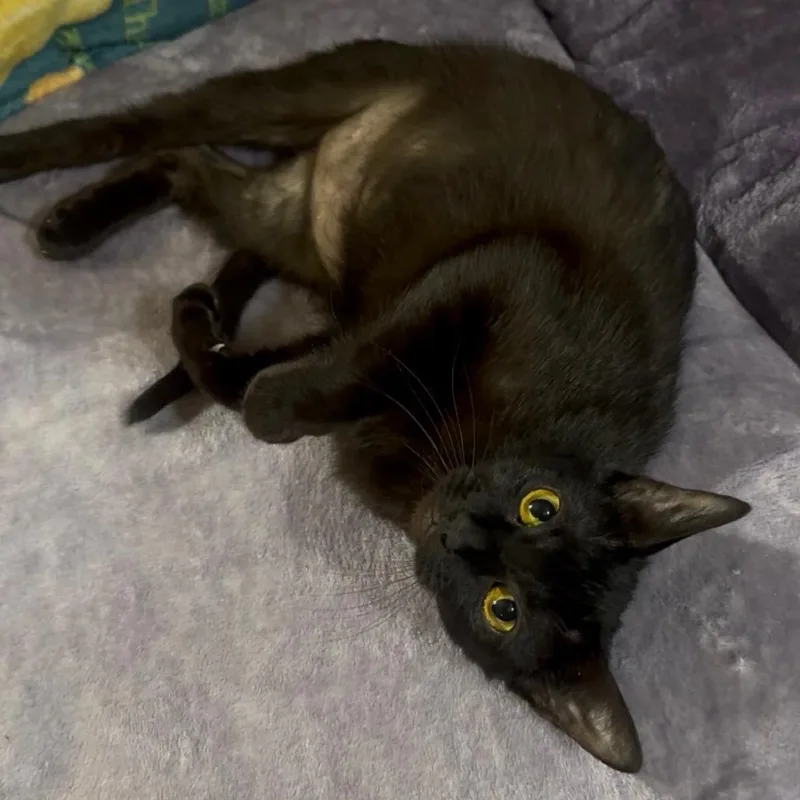 Toothless thumbnail 6