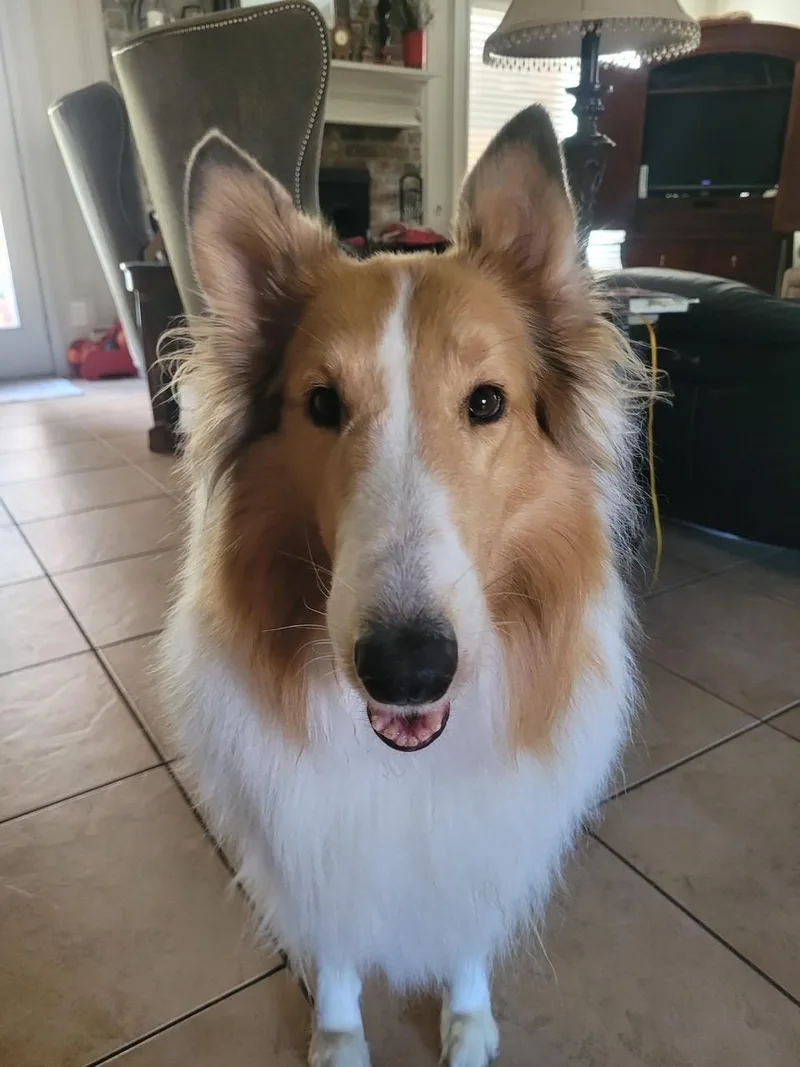 A young medium-sized female Sable Rough Collie dog named Lilly for adoption in Houston, TX