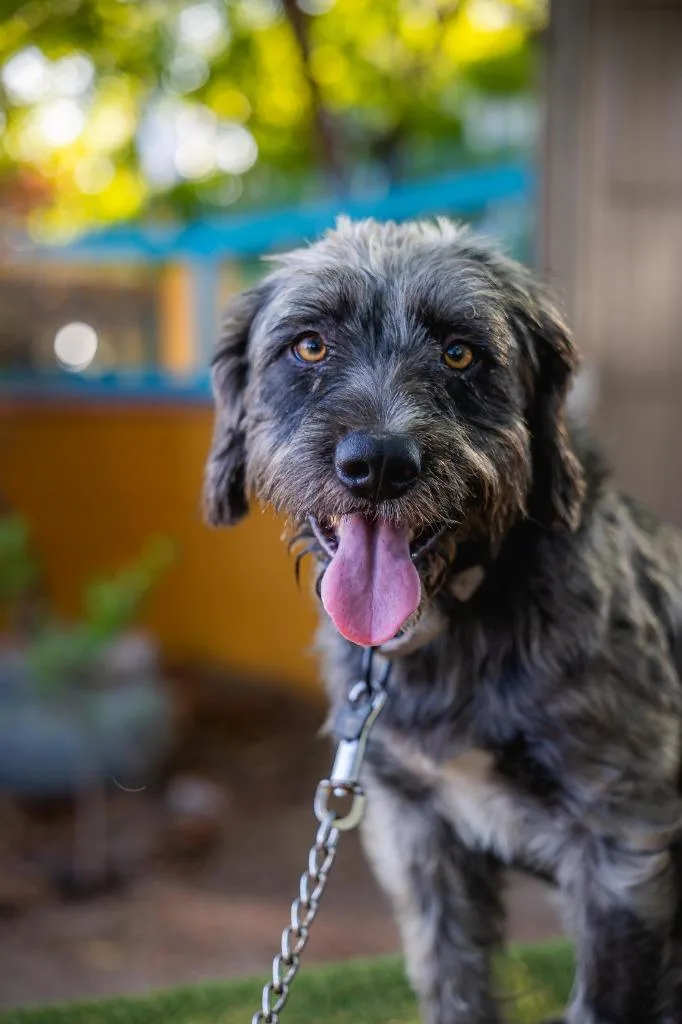 A baby medium-sized male Schnauzer dog named Tom for adoption in Anacortes, WA