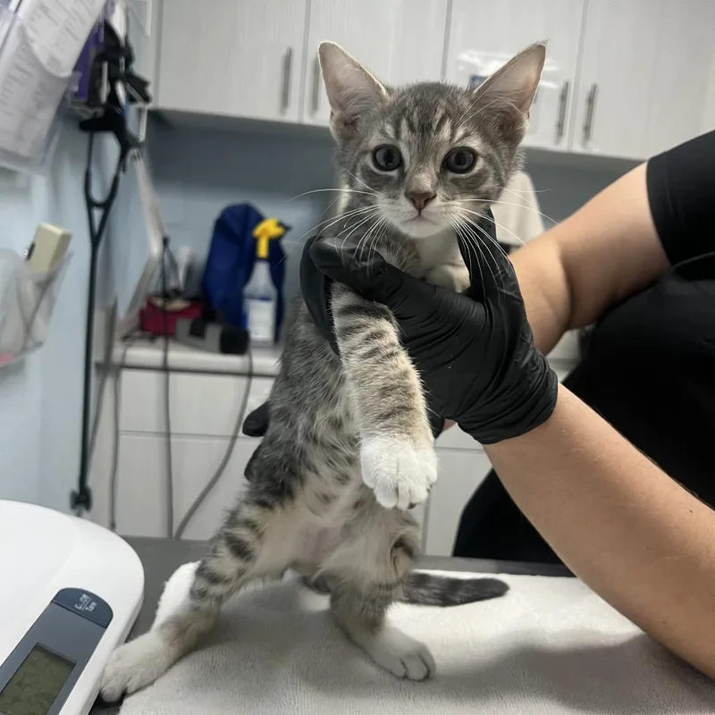 A baby small-sized male Gray / Blue / Silver Domestic Short Hair cat named Grave Digger for adoption in Riverside, CA