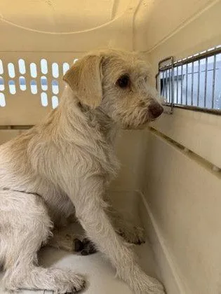 A young small-sized female Terrier dog named Bell for adoption in Oakland, CA