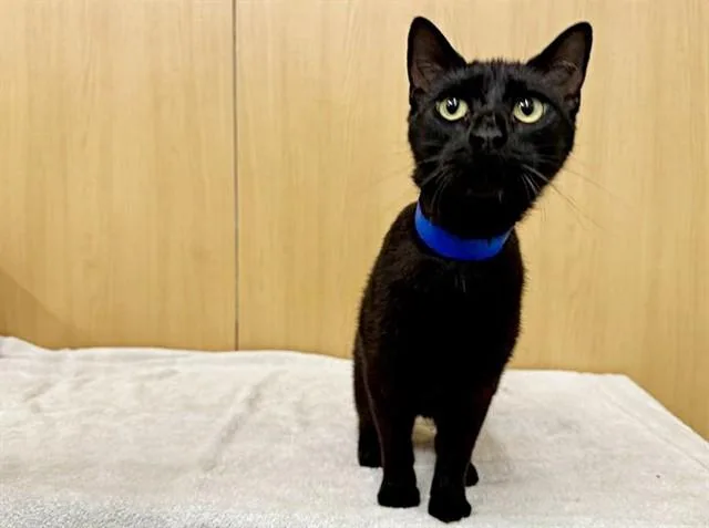 A young small-sized male Domestic Short Hair cat named Ziggy for adoption in Saint Louis, MO