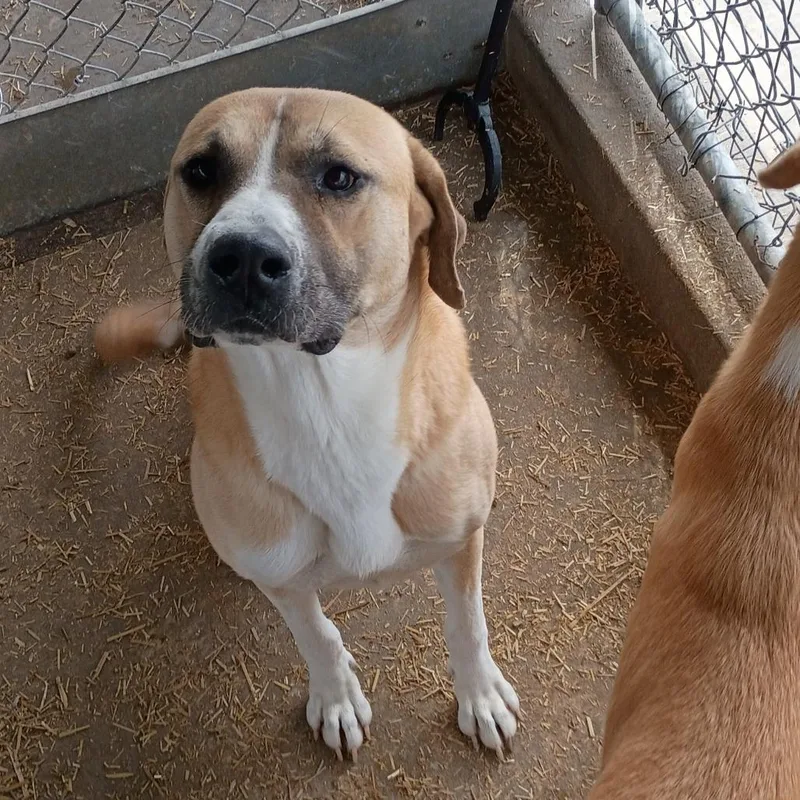 An adult large-sized female Yellow / Tan / Blond / Fawn Anatolian Shepherd dog named Savannah Smiles D for adoption in Corsicana, TX