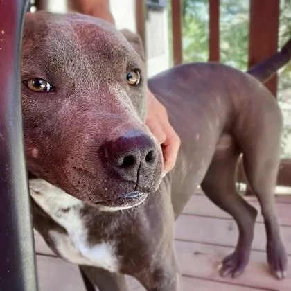 Daisy Mae thumbnail 2