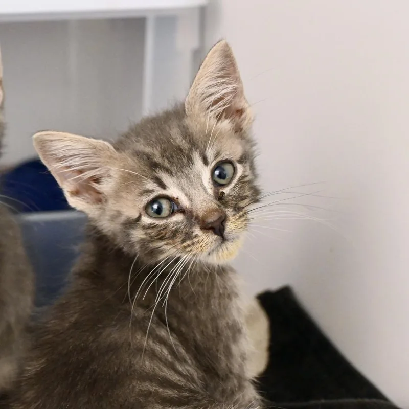 A baby small-sized male Brown / Chocolate Domestic Short Hair cat named Kowalski for adoption in New York, NY