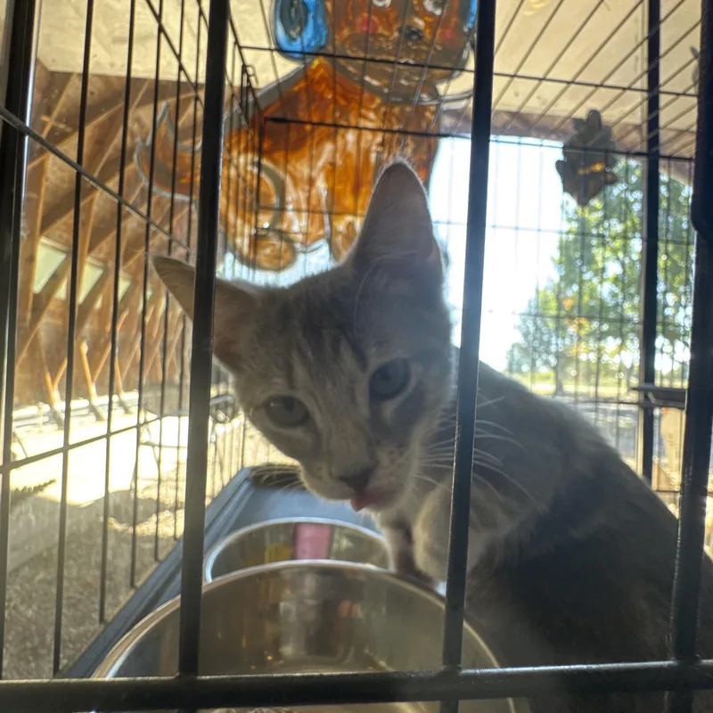 A young medium-sized female American Shorthair cat named Ash for adoption in Greensboro, AL