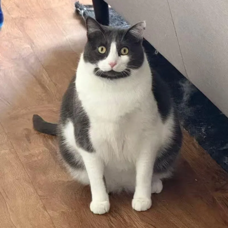 A young extra large-sized male Gray & White Domestic Short Hair cat named Cowboy for adoption in New york, NY