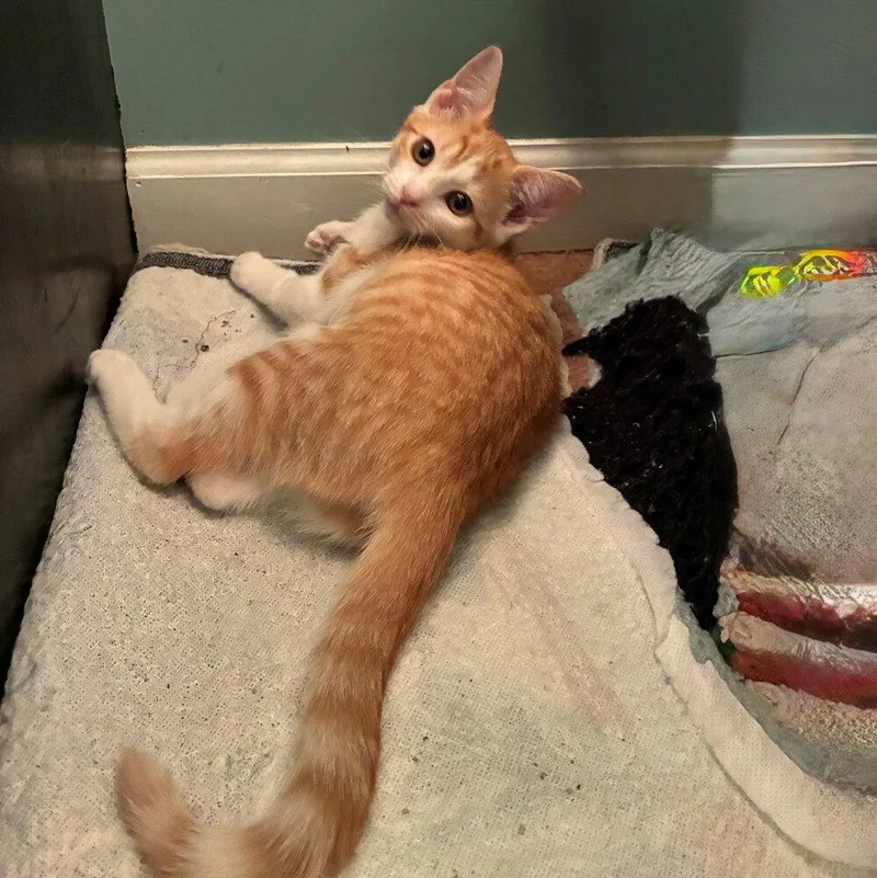 A baby medium-sized female Orange & White Domestic Short Hair cat named Topaz for adoption in Candler, NC