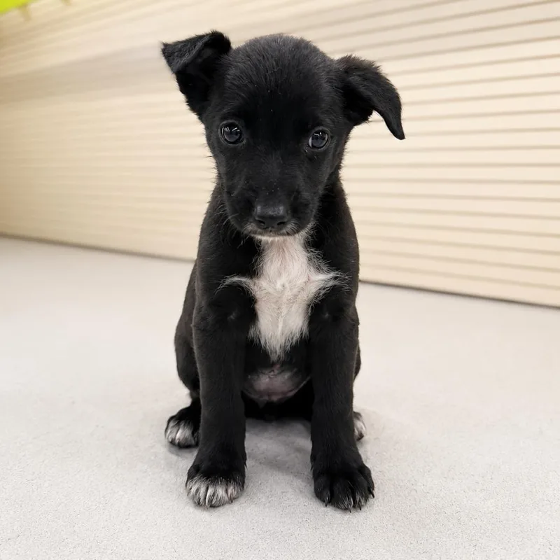 A baby medium-sized female Black Terrier dog named Ivy for adoption in La Grange, KY