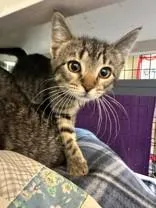 A young medium-sized female Tabby (Brown / Chocolate) Domestic Short Hair cat named Kissy Missy for adoption in Manitowoc, WI