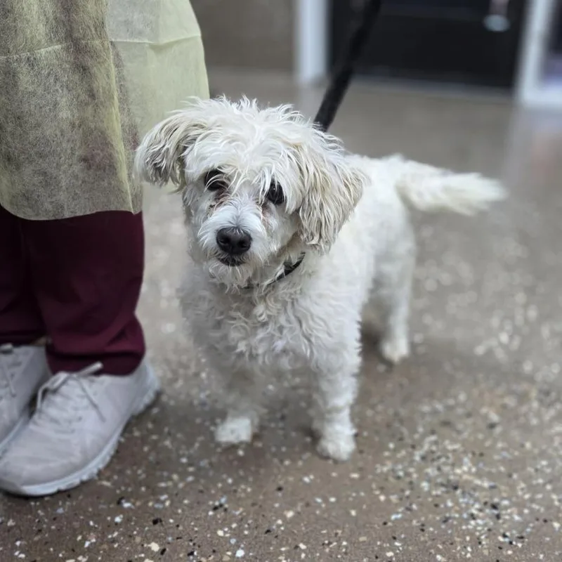 An adult small-sized female White / Cream Maltese dog named Bee for adoption in Incline Village, NV