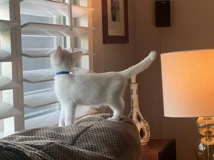 A baby small-sized male Domestic Short Hair cat named Larry for adoption in Pleasanton, CA