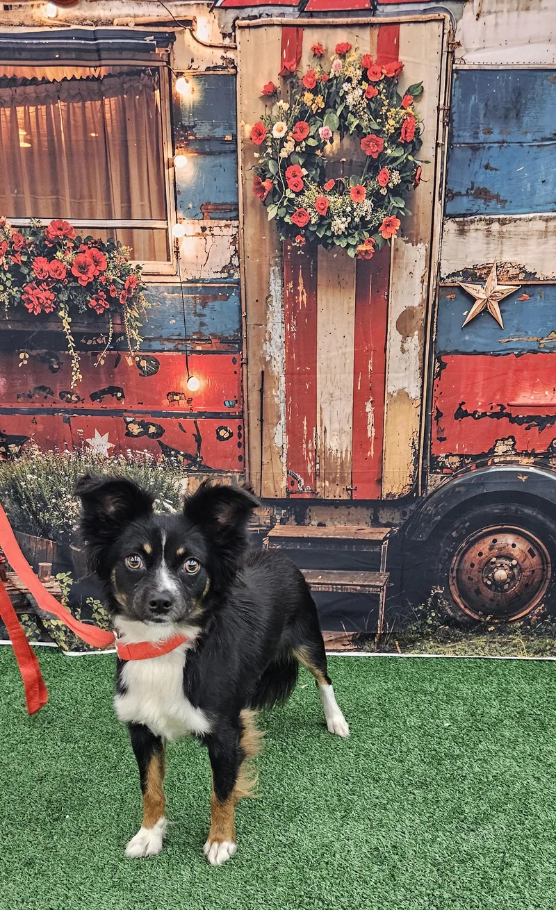 A young small-sized male Fox Terrier dog named Dumbo for adoption in Columbia, MO