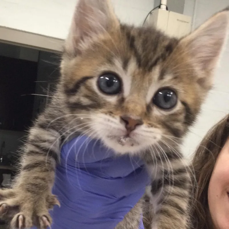 A baby small-sized female Brown / Chocolate Domestic Short Hair cat named Dante for adoption in Marshall, VA