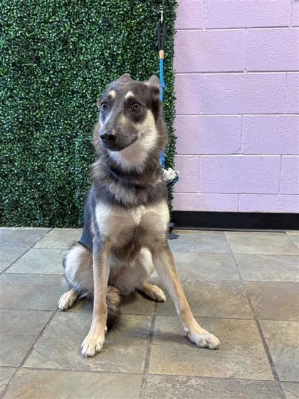 An adult medium-sized female Shepherd dog named Sunny for adoption in El Paso, TX