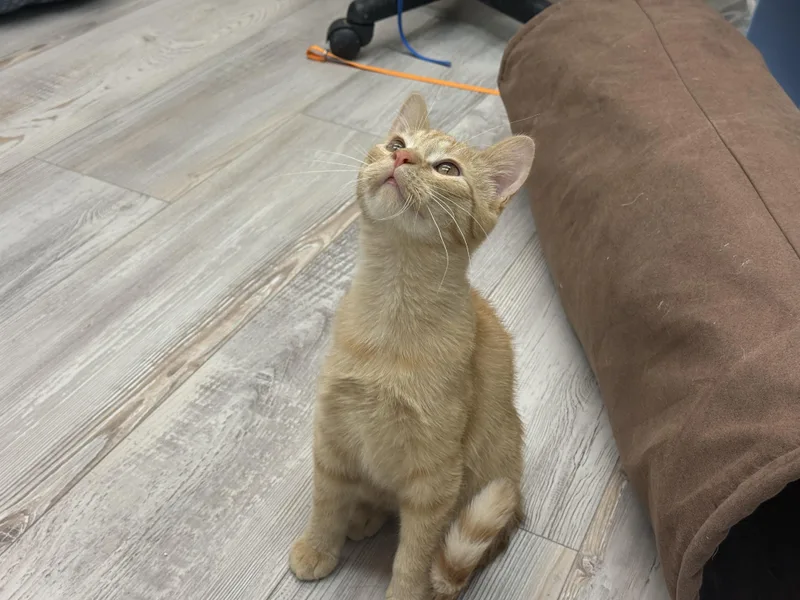 A young medium-sized male Orange & White Domestic Short Hair cat named Alvin for adoption in Madison, WI