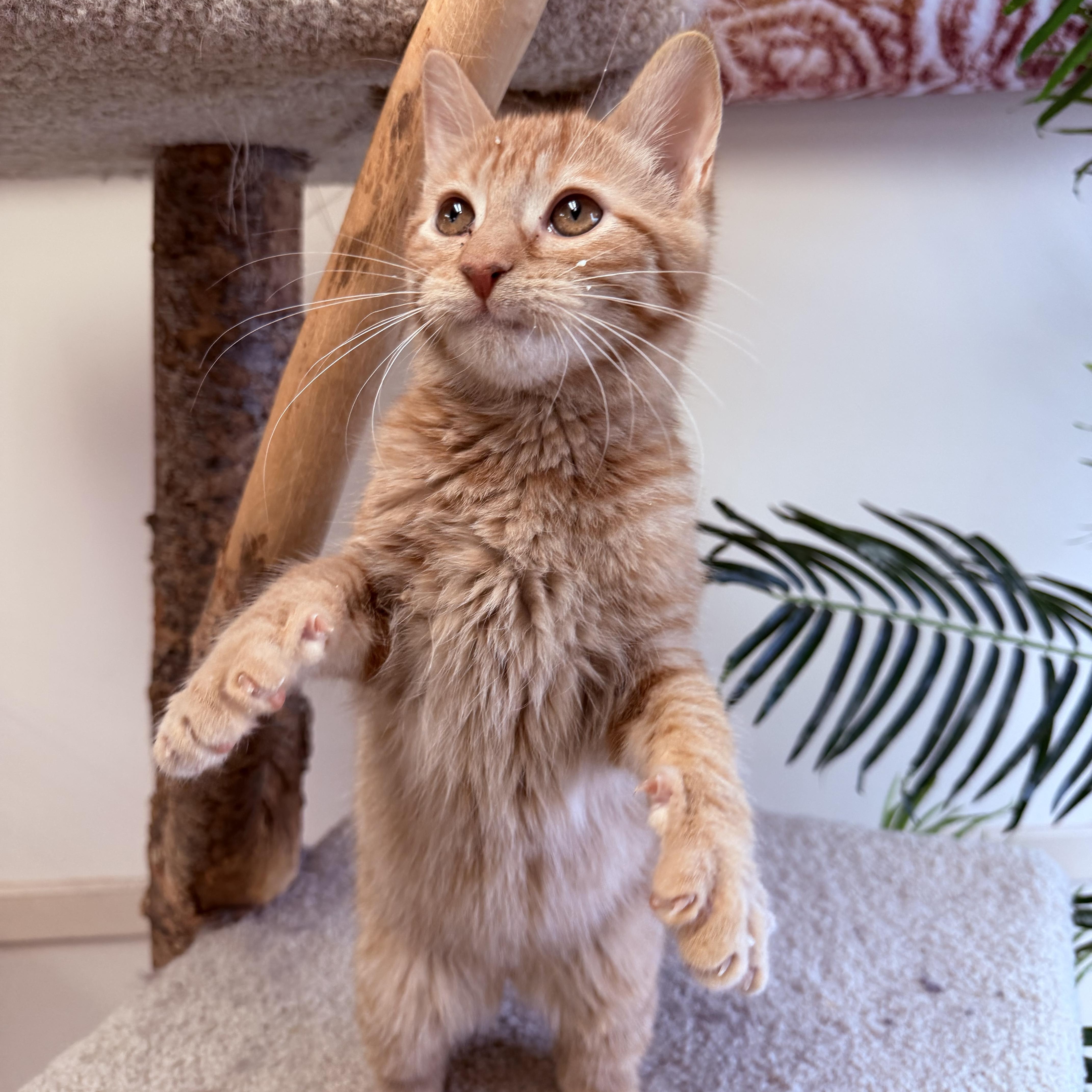 Alvin thumbnail 5