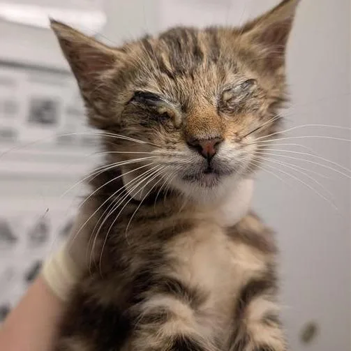 A baby small-sized female Brown / Chocolate Domestic Short Hair cat named Adelaide for adoption in Jacksonville, FL