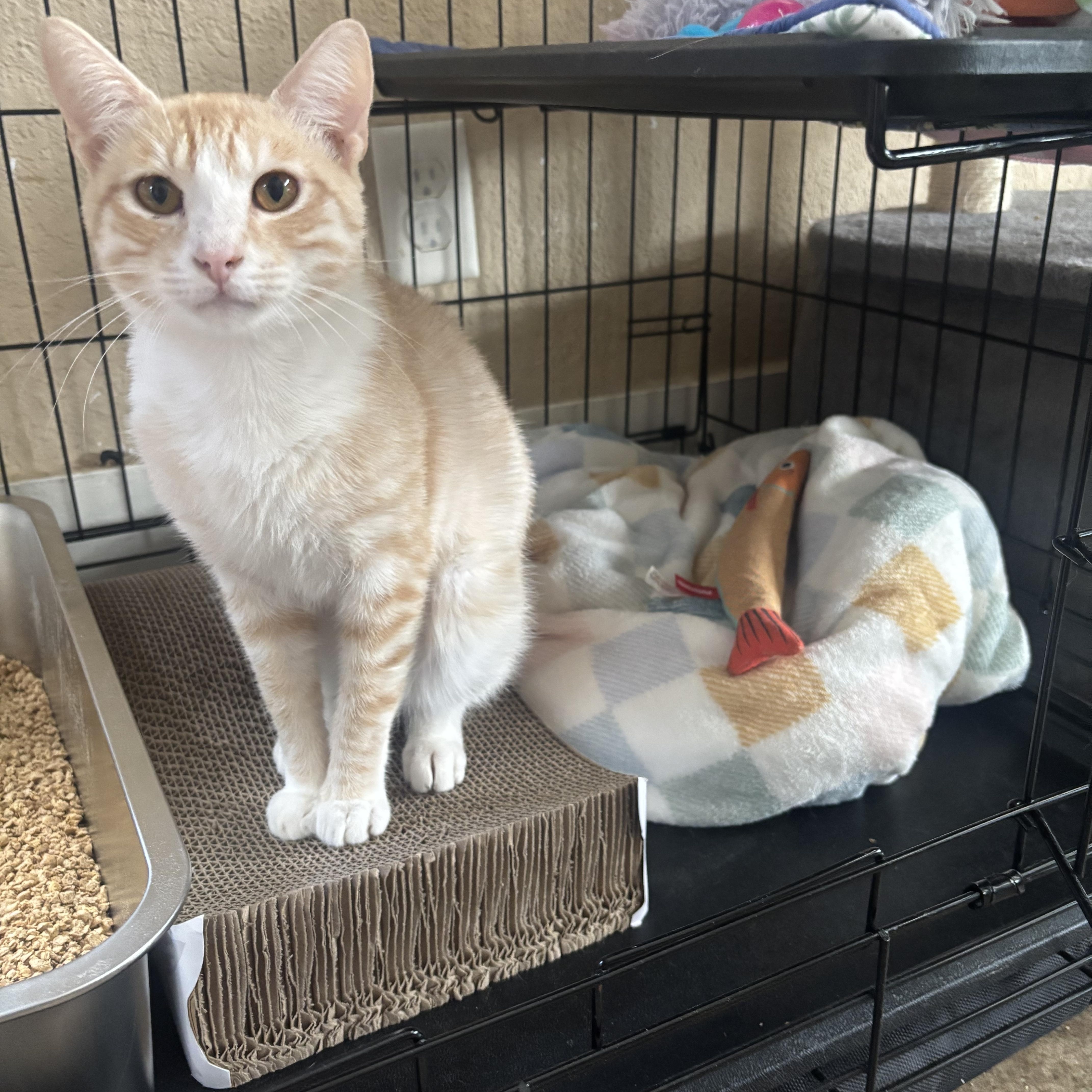 An adult medium-sized male Tabby (Buff / Tan / Fawn) Domestic Short Hair cat named Augustus for adoption in Statesboro, GA
