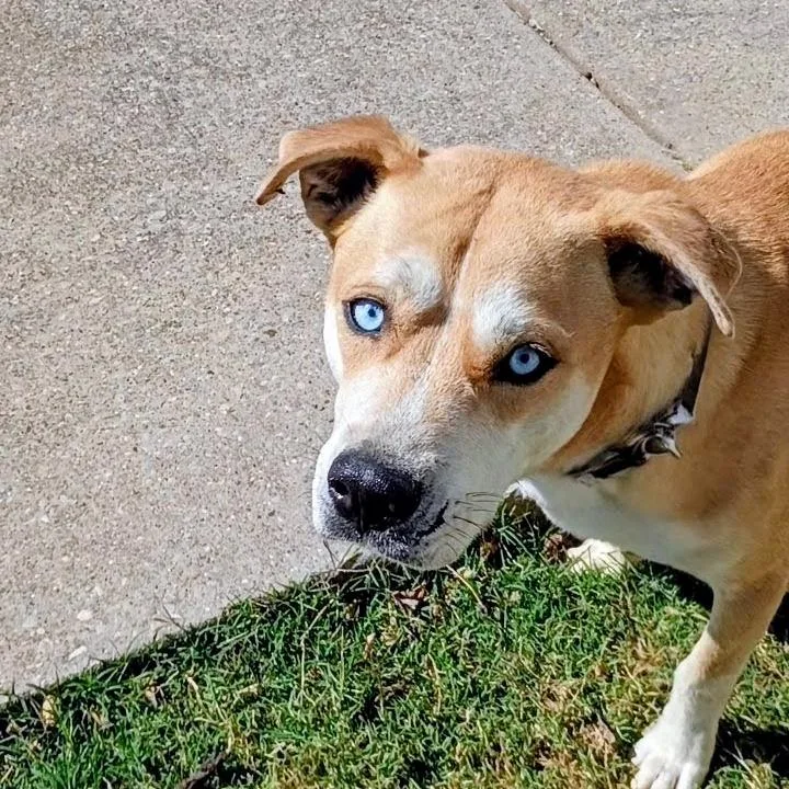 Sullivan D thumbnail 3