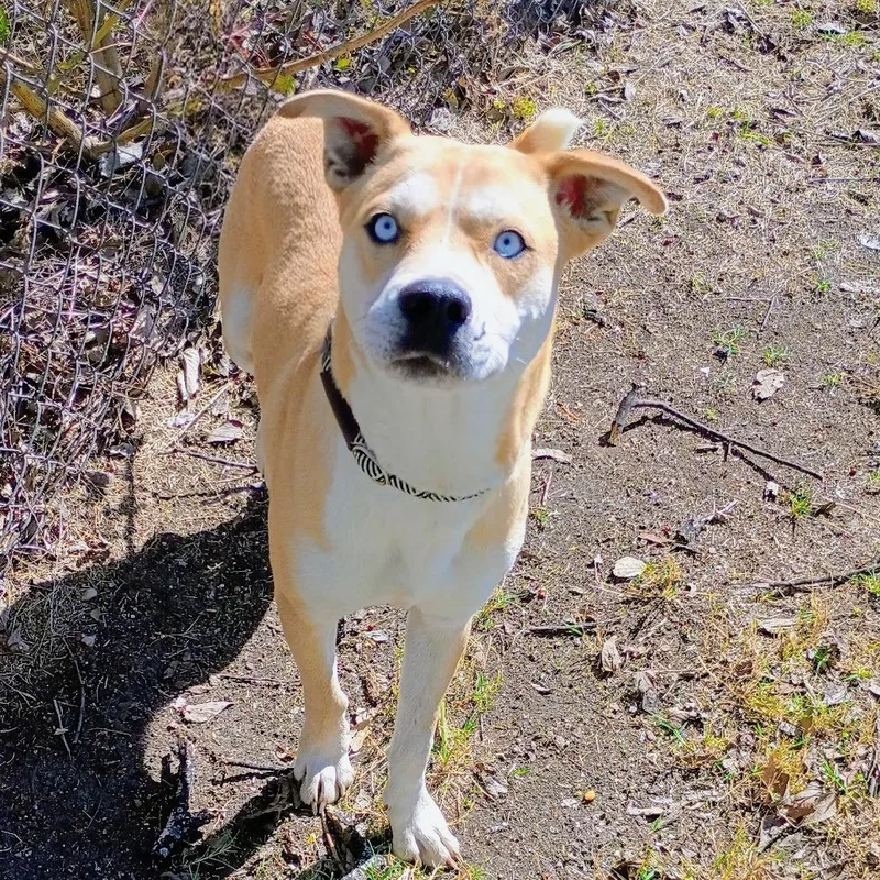 Sullivan D thumbnail 6