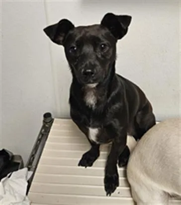 A young small-sized female Chihuahua dog named Tiny for adoption in Bakersfield, CA