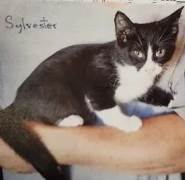 Sylvester