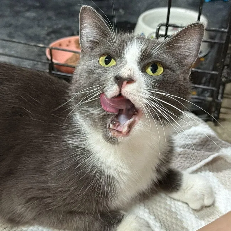 A baby medium-sized female Gray & White Domestic Short Hair cat named Beatrice for adoption in Richmond, VA