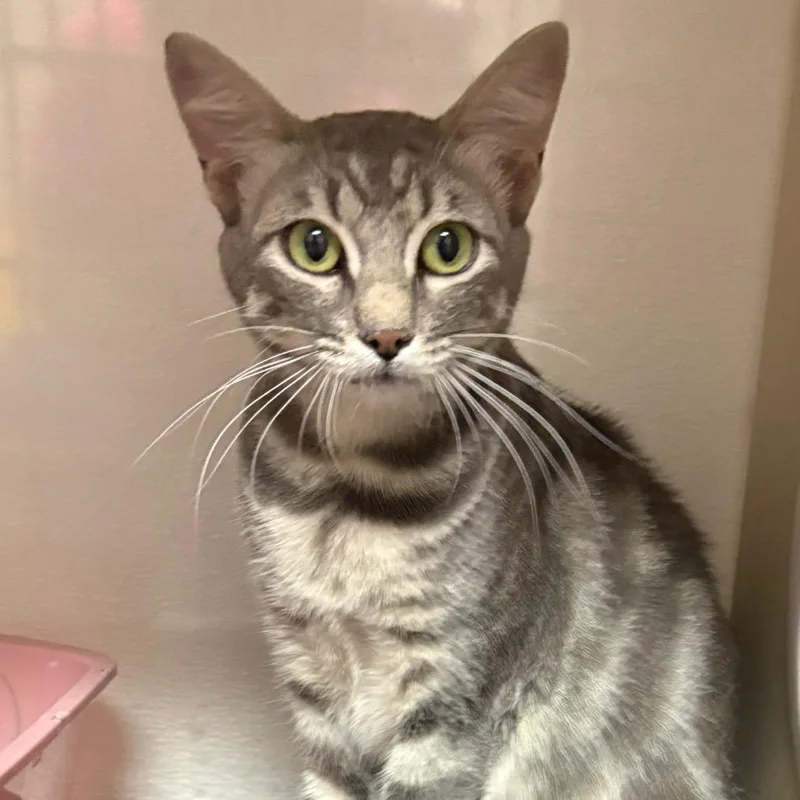 A young medium-sized female Gray / Blue / Silver Domestic Short Hair cat named Sasha for adoption in Yuma, AZ