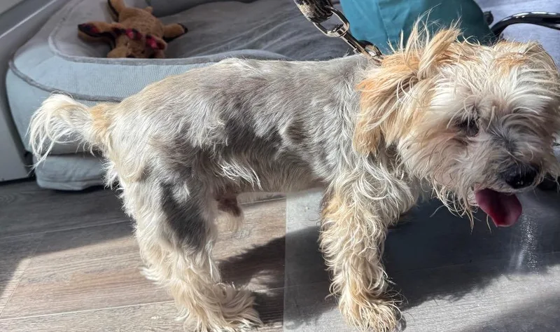 A senior small-sized male Yorkshire Terrier dog named Max for adoption in Greencastle, IN