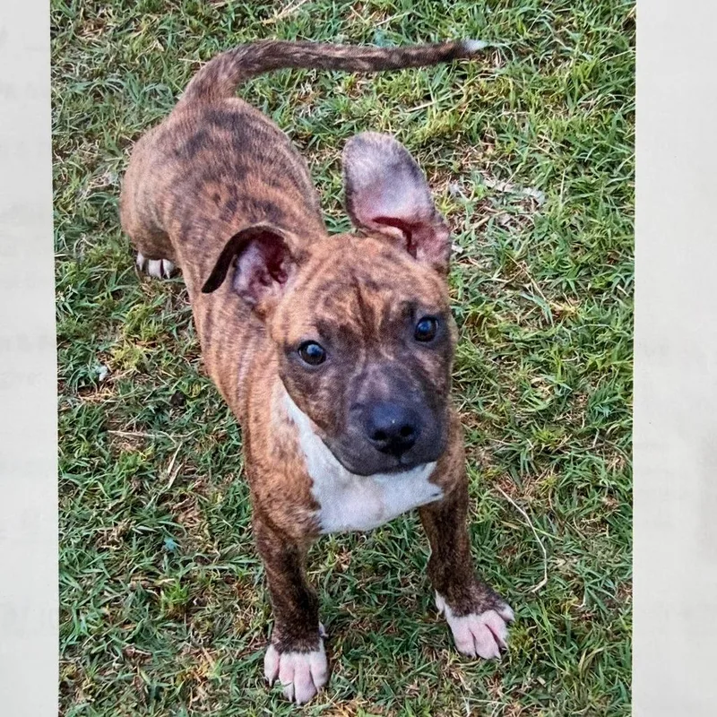 A baby medium-sized female Brindle Terrier dog named Sable for adoption in Boerne, TX