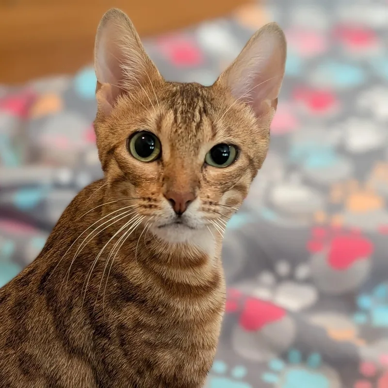 A young medium-sized female Tabby (Leopard / Spotted) Bengal cat named Kayla for adoption in Irvine, CA