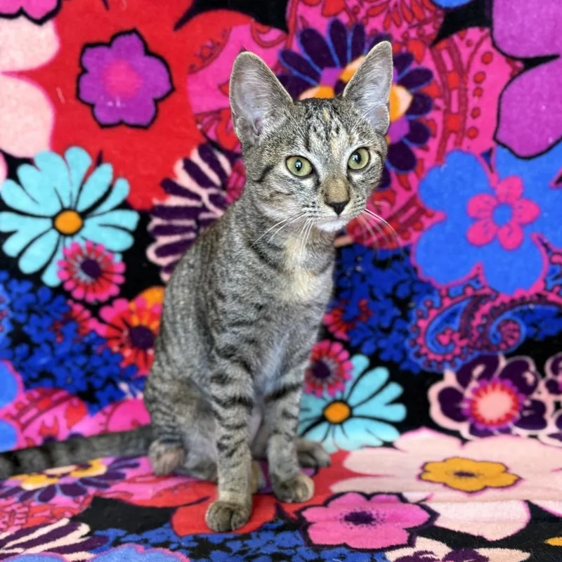 A baby small-sized female Brown / Chocolate Domestic Short Hair cat named Cosette for adoption in Mount Juliet, TN