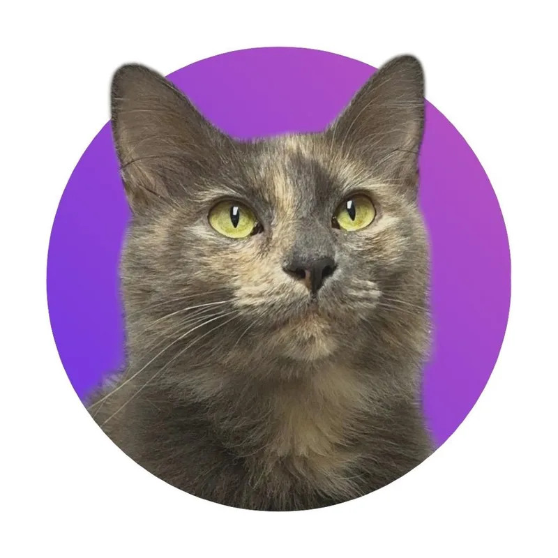 A young medium-sized female Tortoiseshell Domestic Medium Hair cat named Lucy for adoption in Pacific Grove, CA