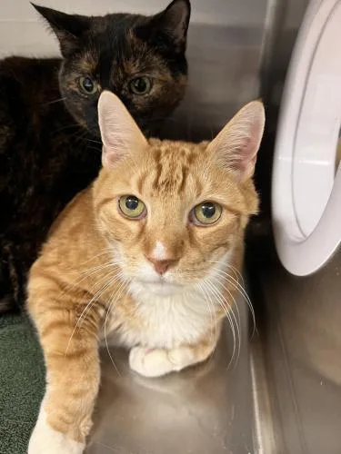 A senior large-sized male Orange & White Domestic Short Hair cat named Lance And Charlie for adoption in Webster, MA