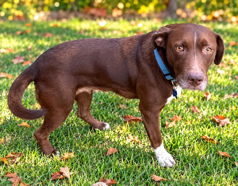 An adult large-sized female Labrador Retriever dog named Coco for adoption in Nashville, TN