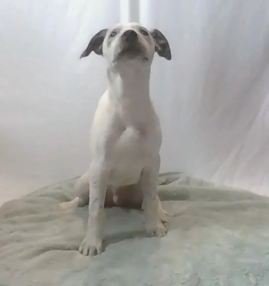 A young medium-sized male White / Cream Mixed Breed dog named Eeyore for adoption in Georgetown, SC