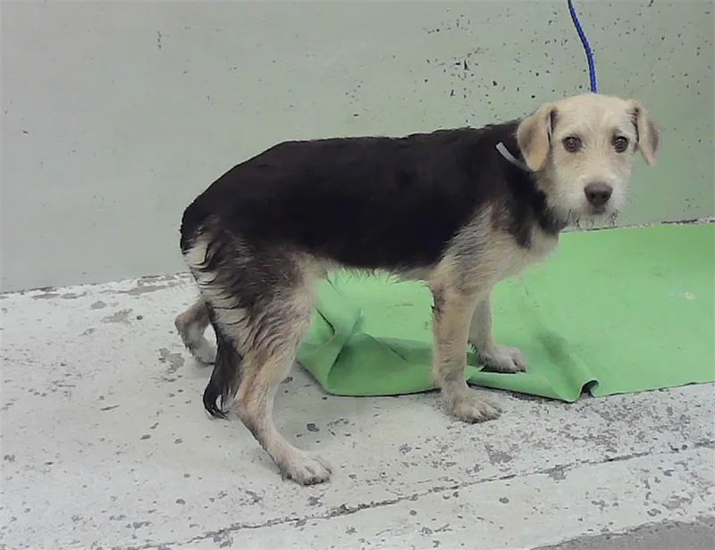A young medium-sized male Fox Terrier dog named A for adoption in Houston, TX