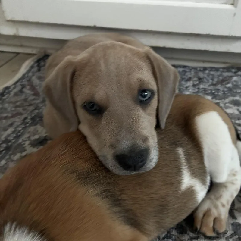 A baby small-sized female Labrador Retriever dog named Beth for adoption in Cordova, TN