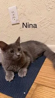 A young medium-sized female Russian Blue cat named Nina for adoption in Oakland Park, FL