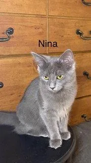 Nina thumbnail 3