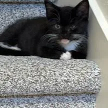 A baby small-sized male Domestic Short Hair cat named Shohei for adoption in Sacramento, CA