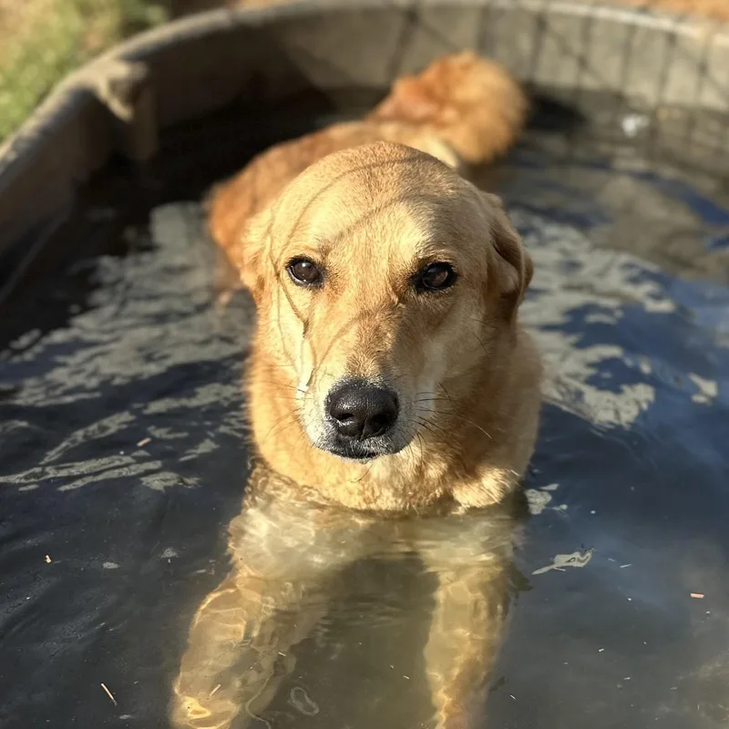 An adult medium-sized female Yellow / Tan / Blond / Fawn Labrador Retriever dog named Lyric for adoption in Columbia, SC