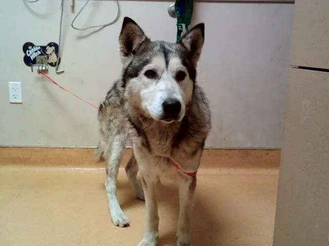 An adult large-sized male Siberian Husky dog named Lovo for adoption in Martinez, CA