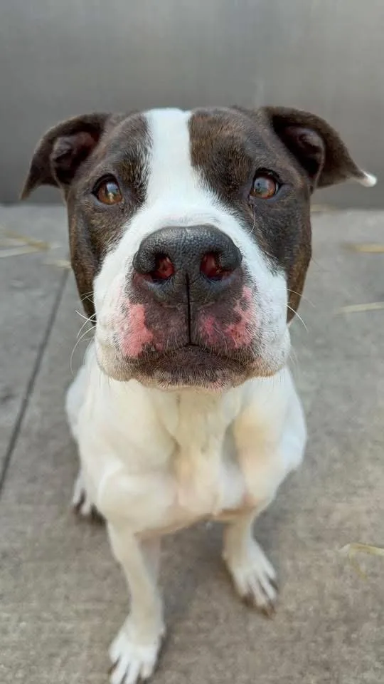 An adult medium-sized female Brindle Pit Bull Terrier dog named Danya for adoption in Chicago, IL