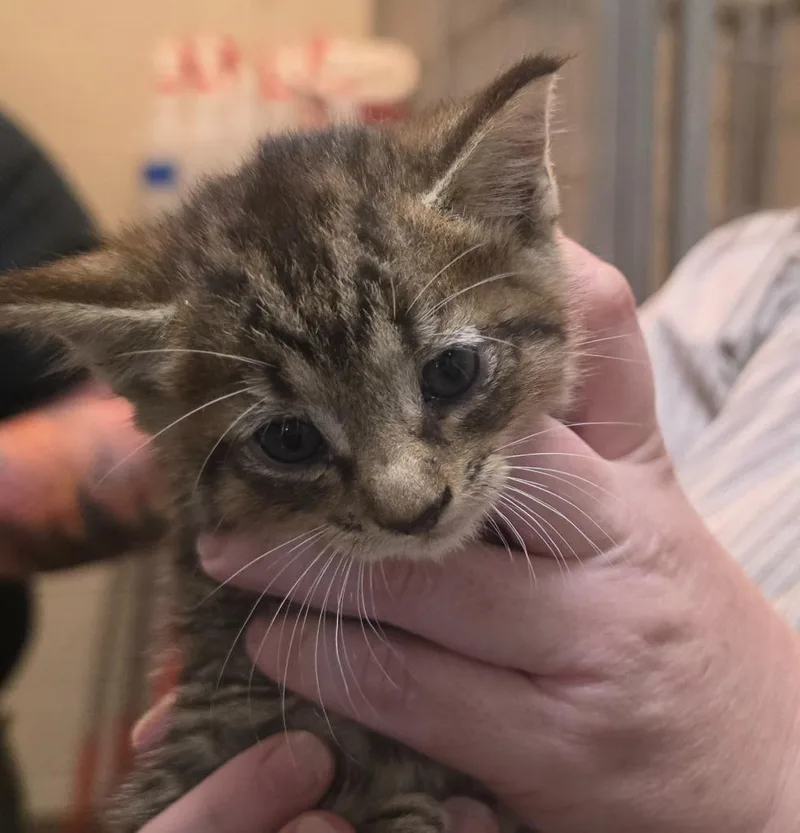 A baby small-sized male Domestic Short Hair cat named Grave Yard Greg for adoption in Rome, GA